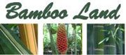 Bamboo land