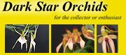 Dark Star Orchids