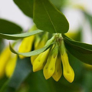 Gelsemium sempervirens or 'Yellow Jessamine' flower buds