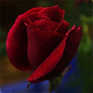 Red Rose - Mr Lincoln