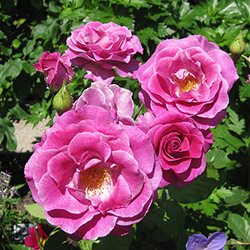 Rosa 'Melodie Perfumée'