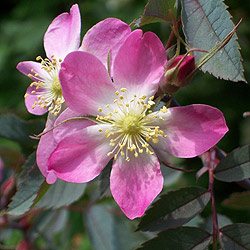 Rosa rubrifolia 