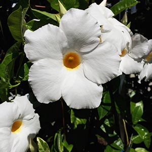 White flowering Dipladenia