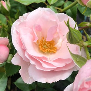 Many Happy Returns - Landscaping Rose