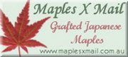 Japanese Maple Trees