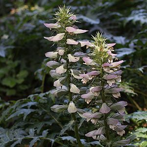 acanthus spinosa