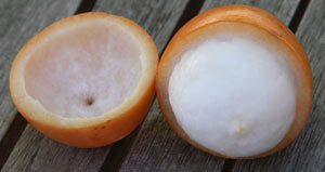 Garcinia humilis or achachair?? fruit