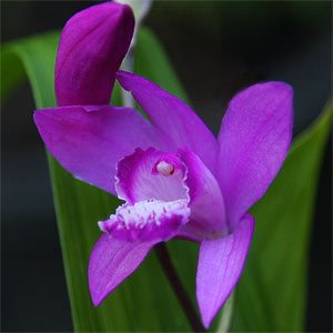 Bletilla striata the Chinese Ground Orchid