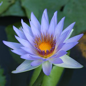 Blue Lotus Water Lily - Nymphaea-nouchali