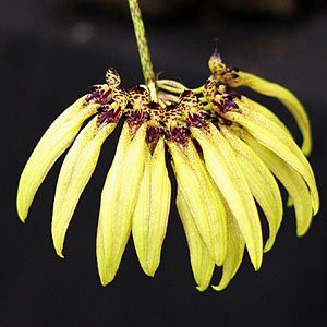 Bulbophyllum picturatum 