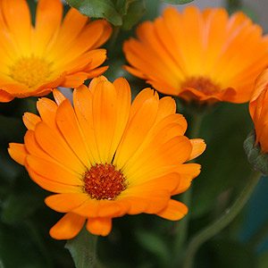 'Pot Marigold' is Calendula officianalis