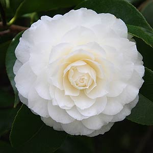 Camellia Plants Flowers Nurseries Online