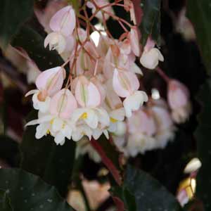 Cane Stem Begonia White