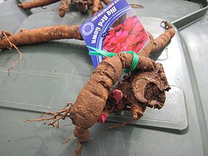 Chinese Herbaceous Peony Roses Root