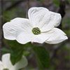 Flowering Dogwood - Cornus