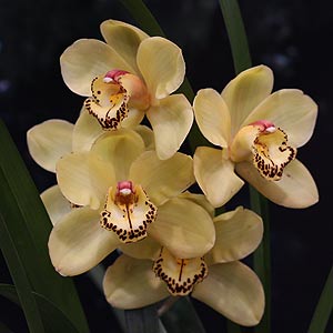 Cymbidium Orchid in Flower
