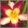 Daylily-Flower