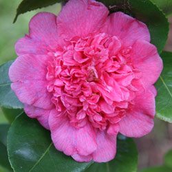Camellia Japonica Donna-Herzilla-De.-Freitas-Magalhaes