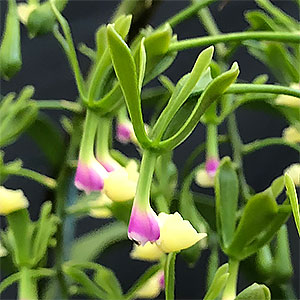 Epidendrum pseudepidendrum x paniculatum