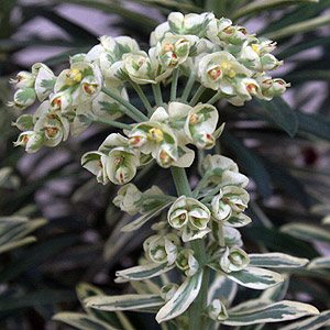 Euphorbia Plant in Flower