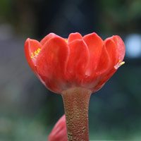 Haemanthus coccineus flower
