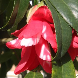 Camellia japonica 'Hakuhan-kujaku'