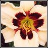 Hemerocallis--Daylily-flower