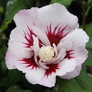Hibiscus syriacus a cold hardy hibiscus