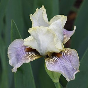 Iris Lilac and White