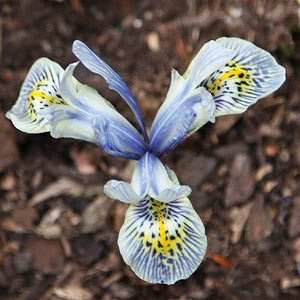 Iris reticulata 'Katharine Hodgkin'