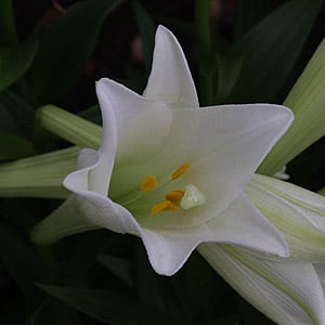 Lilium longiflorum - Christmas Lily or Easter Lily