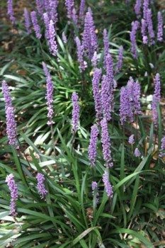 Lirope muscari can be mass planted and will flower well though spring and summer.