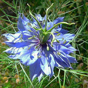Blue Flowering Nigella damascena