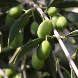Mediterranean Garden Plant - Olive Tree