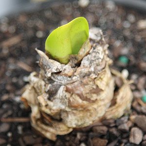 Planting a Belladonna Lily