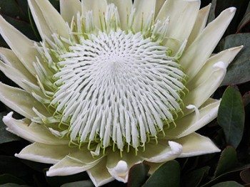Protea-King-White