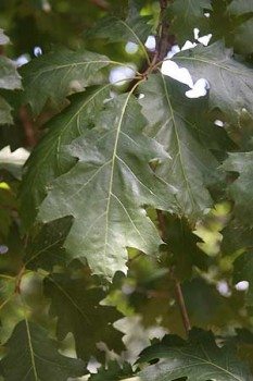 Quercus rubra 'Red Oak' Foliage