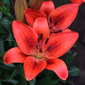 Red Asiatic Lily Flower