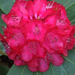 Rhododenron
