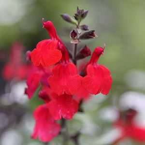 Salvia greggii 'Crimson and Black'