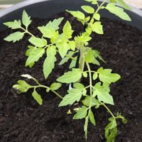 Tomato Plant Growing in Self Watering Pot