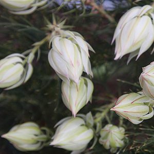 Serruria florida - Blushing Bride