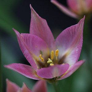 Species Tulips - Tulipa 'aucheriana'