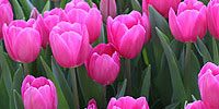 Spring Bulb List