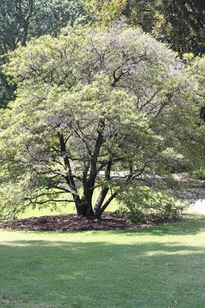 Stenocarpus salignus Red Silky Oak or 'Beef Scrubwood'