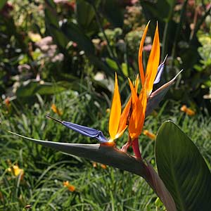 Strelitzia - Bird of Paradise Plant 