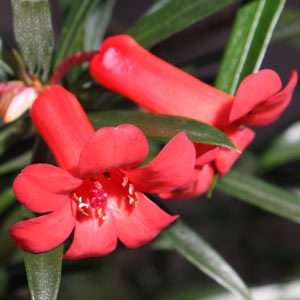 Vireya Rhododendron Stenophyllum
