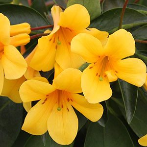 Vireya Rhododendron Yellow Hybrid