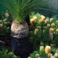 Xanthorrhoea or 'Grass Tree'
