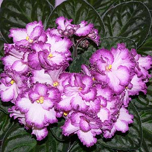 African Violets